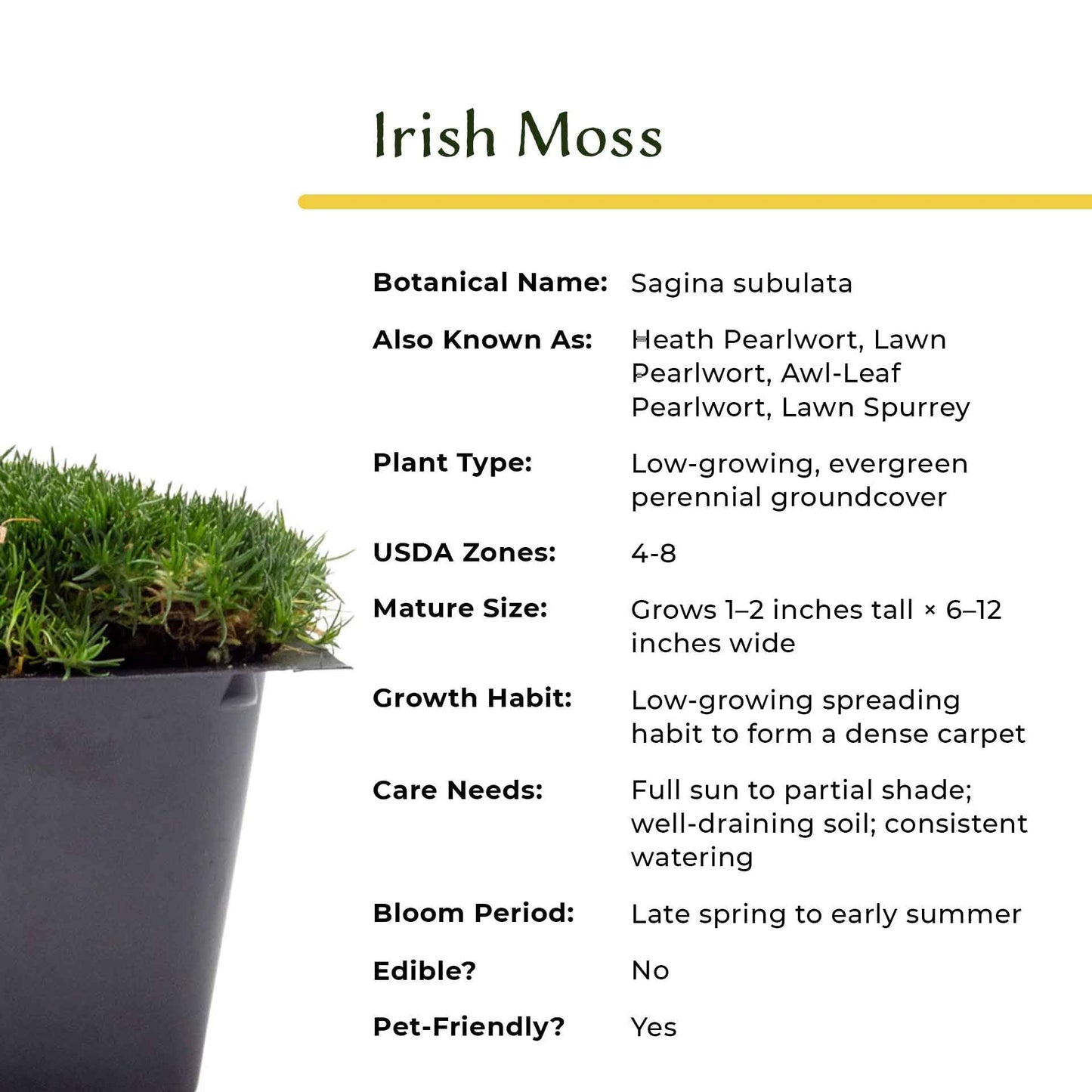 3 Irish Moss – Soft Evergreen Mossy Groundcover with White Spring Flowers for Rock Gardens & Pathways (Sagina subulata) in 2.5″ Cubes, Live Plants