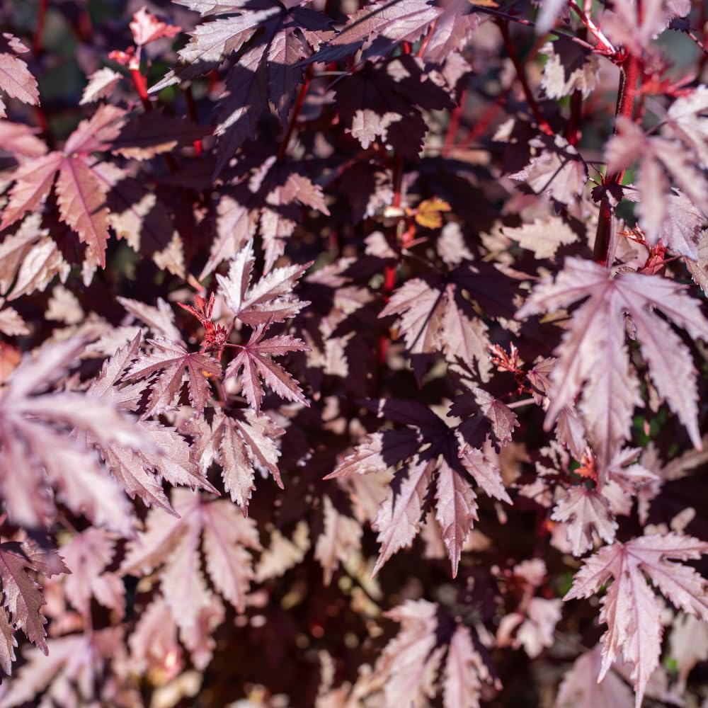 Pack of 2 Cranberry Hibiscus Plants Live, Red Hibiscus Plants Live for Flowering, 4-6" Tall