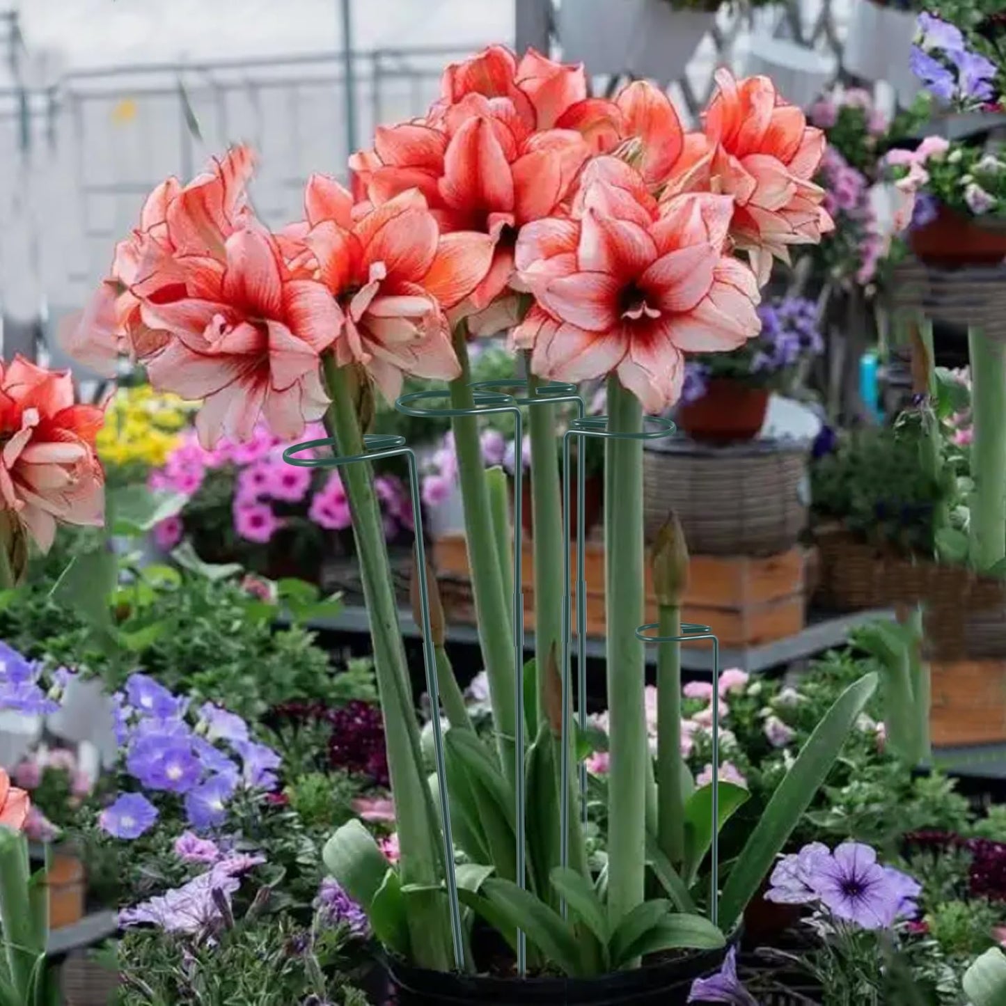 Plant Stake Support - 6 Pack Adjustable Height 16" or 30", Garden Support Stake Plant Cage Support Rings, Single Stem Plant Support Stakes, for Flowers Amaryllis Tomatoes Peony Lily Rose (30inch)