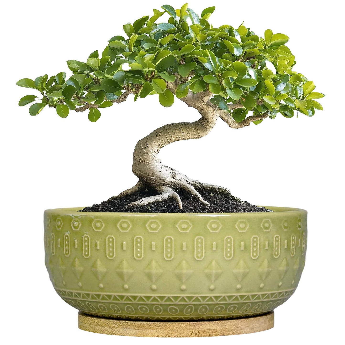 Fivepot Bonsai Tree Pot - 8 Inch Ceramic Succulent Pots with Drainage Hole and Saucer, Boho Round Shallow Planter Bowl for Indoor Plants Flower, Office Decor, Gifts for Women & Men, Green