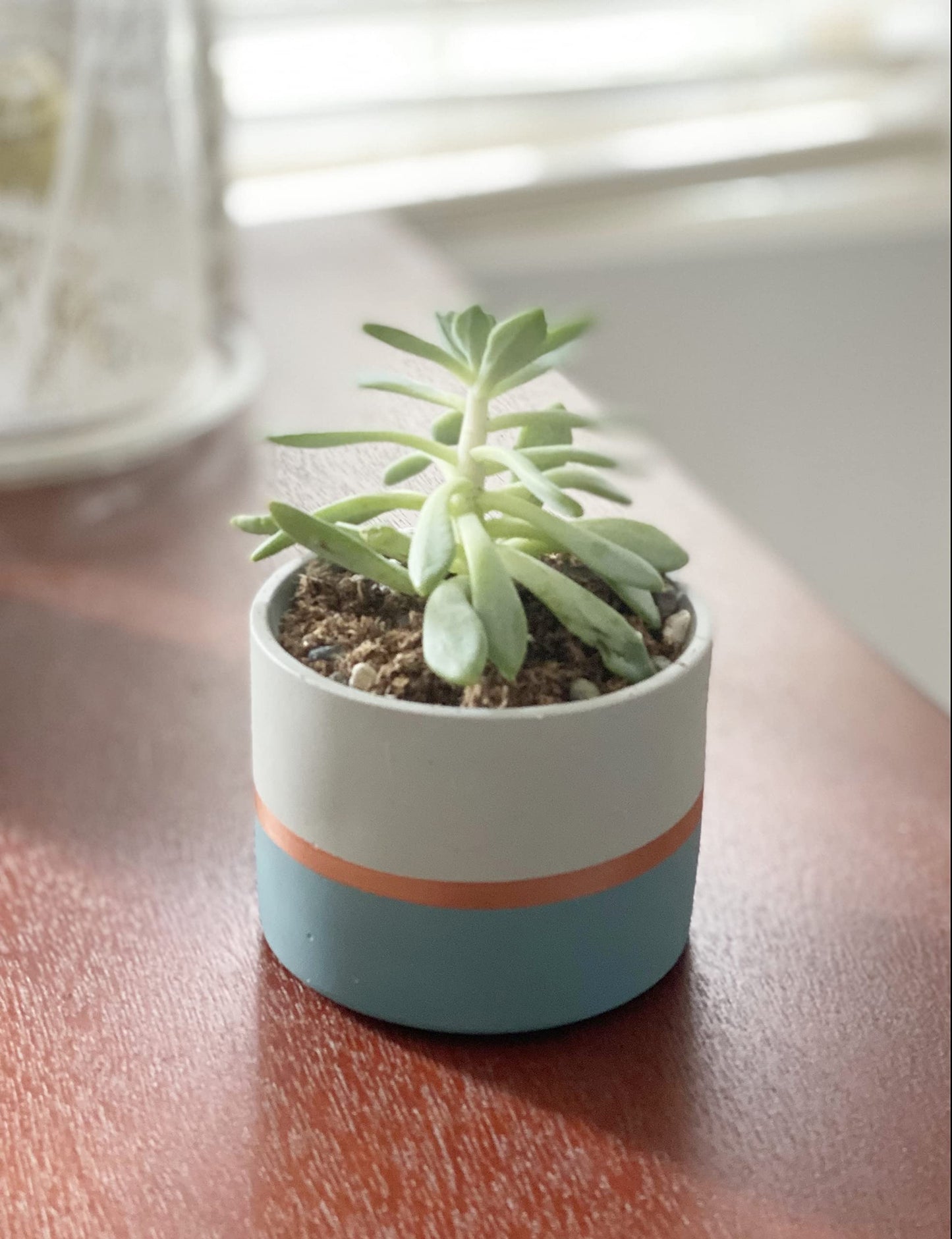 Chez JuJu Assorted Nordic Cement Succulent Pots 3.5" Planters with Drainage | 3 Pack