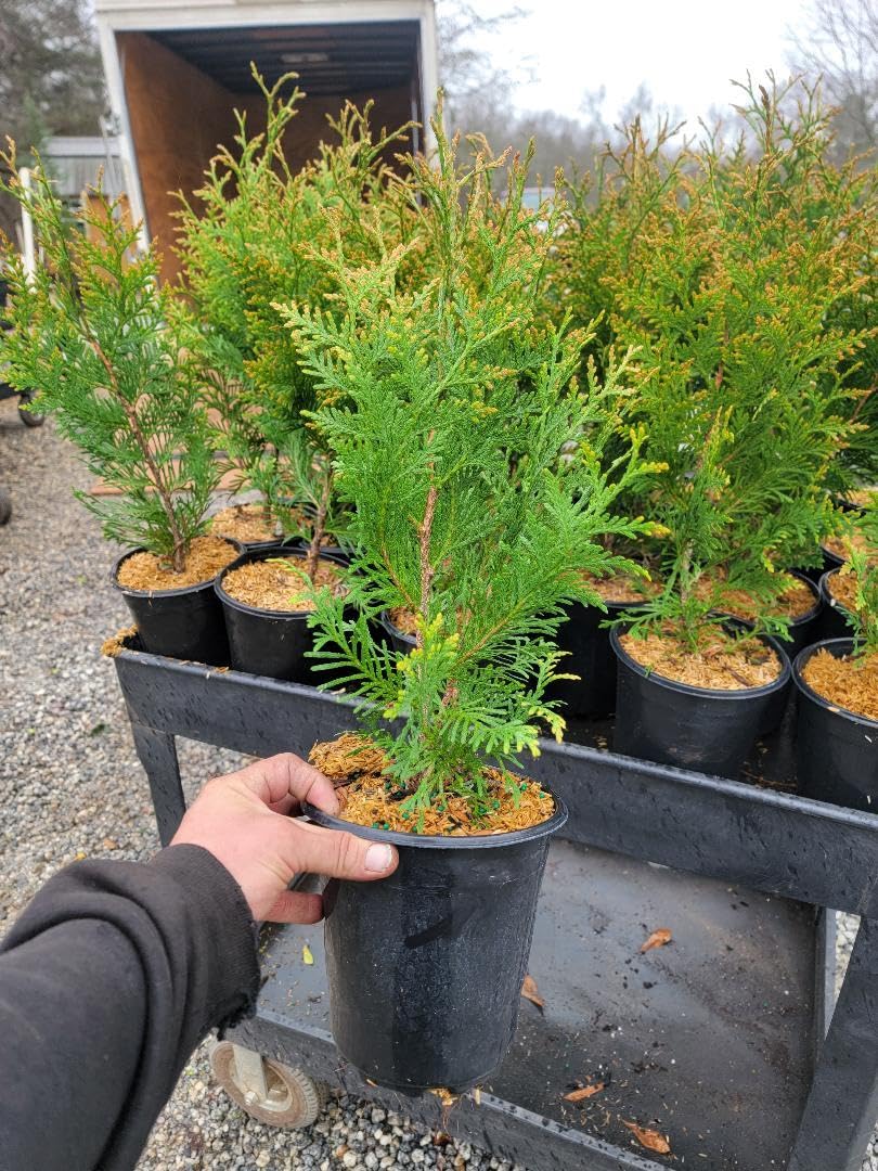 Live Plant - Green Giant Arborvitae (Thuja Plicata) - Live Plant - Trade Gallon Pot
