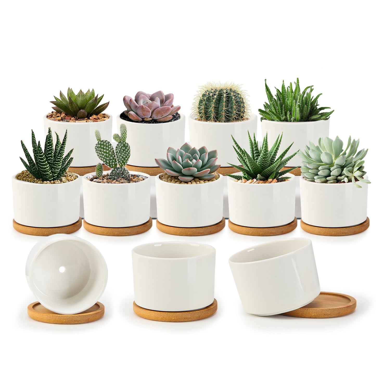 ZOUTOG Succulent Pots 3.1 Inch,Succulent Planters 12 Pack,Small Pots for Plants with Drainage and Tray,White Ceramic Flower Planters for Indoor Plants,Home,Office,Desk