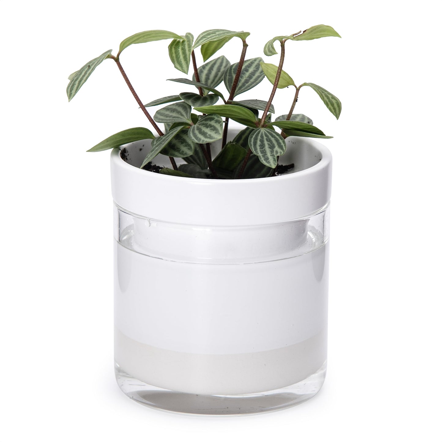 Phoenix Vine 4 Inch Self Watering Planter, White Terracotta Clay Pot with Glass Reservoir for Indoor Plants, Herbs, Flowers, Set of 1, 52-B-E-1