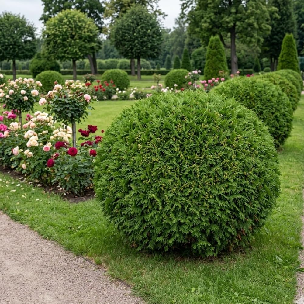 Live Mr Bowling Ball Shrub, 4-6" Tall in Quart Pot, Dwarf Arborvitae, Low Maintenance, Hardy, Decorative Evergreen Shrub with Round Shape for Garden & Landscape