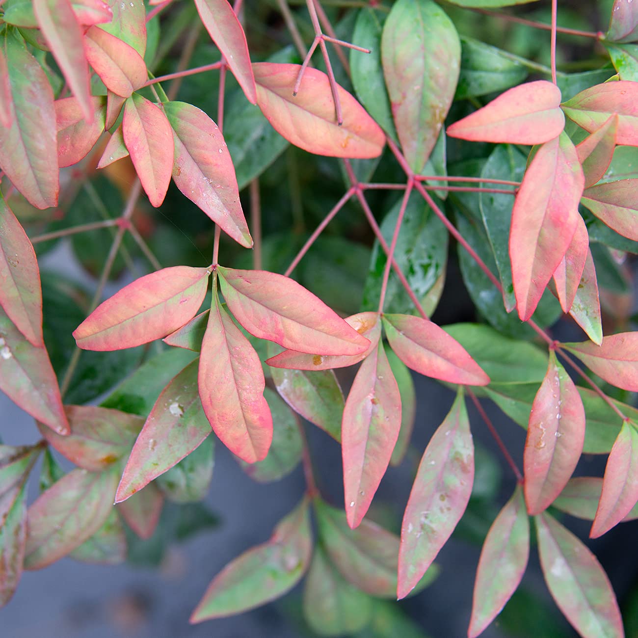 PERFECT PLANTS Firepower Nandina 3 Gal. Pot | Heavenly Bamboo | Low Maintenance | Eye Catching Green and Blush Pink Foliage