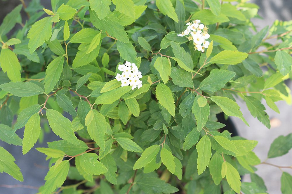 Bridal Wreath 1 Gallon