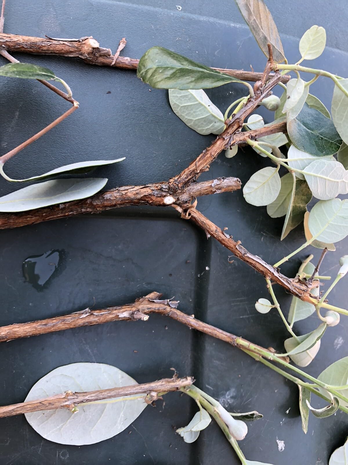 Live Plant - 4 Fresh Pineapple Guava Tree Cuttings for Planting