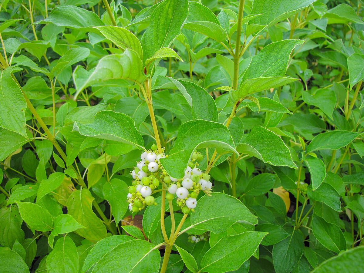 Live Plant - Buds Yellow Twig Dogwood - Starter Plant