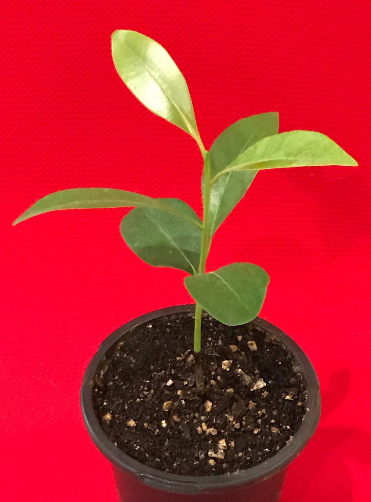US Warehouse, Live Plant (Not Seed or Bulb), Sapodilla Manilkara Zapota Chiku Excalibur Tropical Tree Starter Plant Seedling