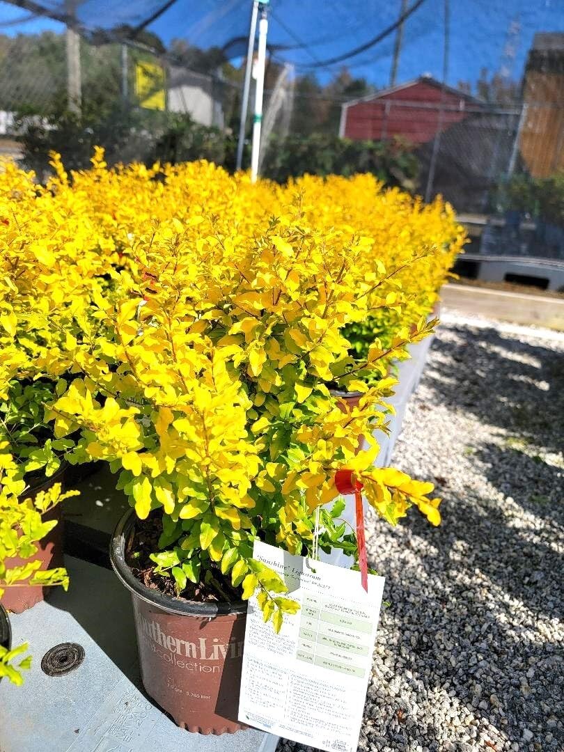 Live Plant - Sunshine Dwarf Ligustrum (Privet) - Live Plant - Full Gallon Pot