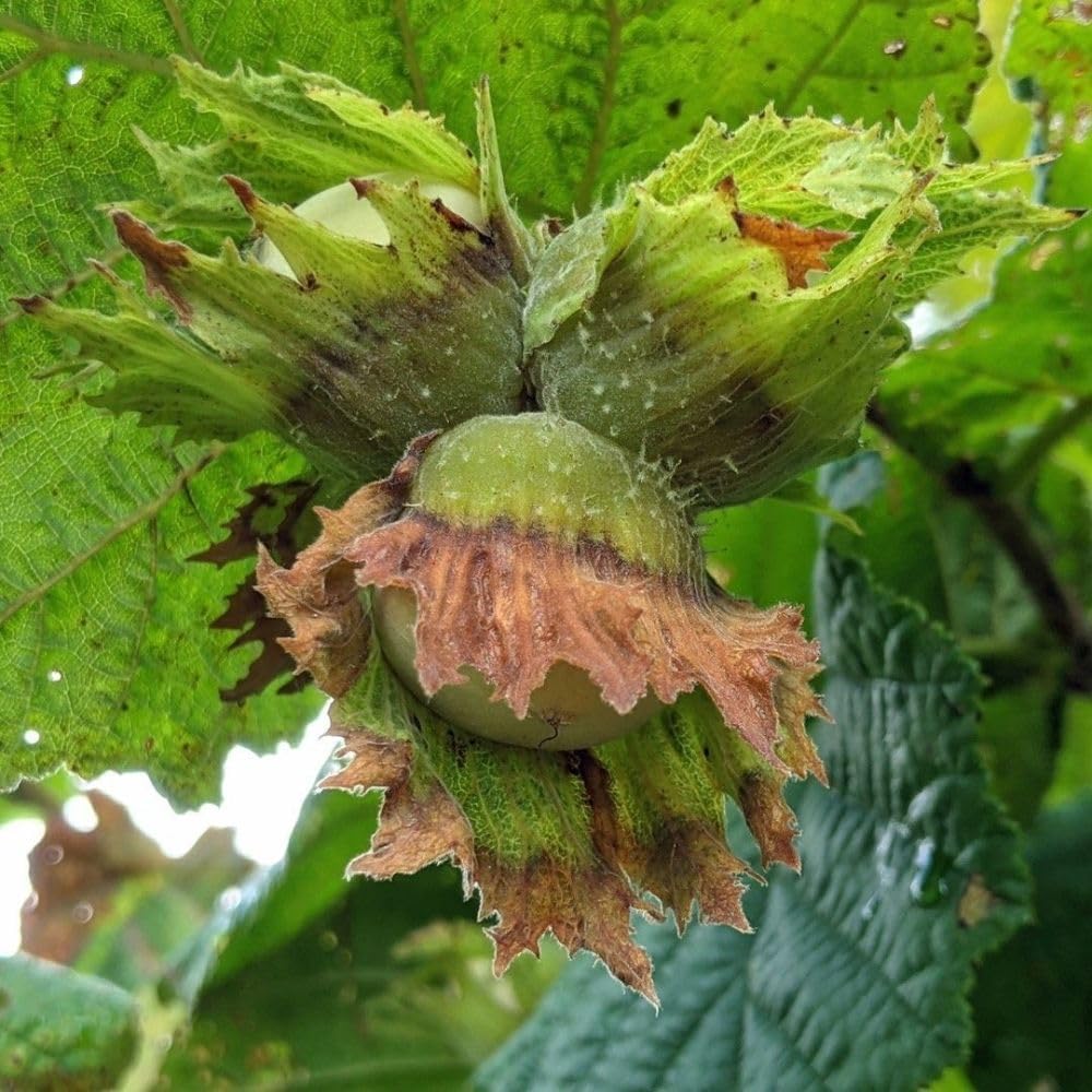 American Hazelnut Tree Live Plant, 2-3 Feet Tall, Edible Hazelnut Tree Plant in 3 Gallon Pot, No Shipping CA