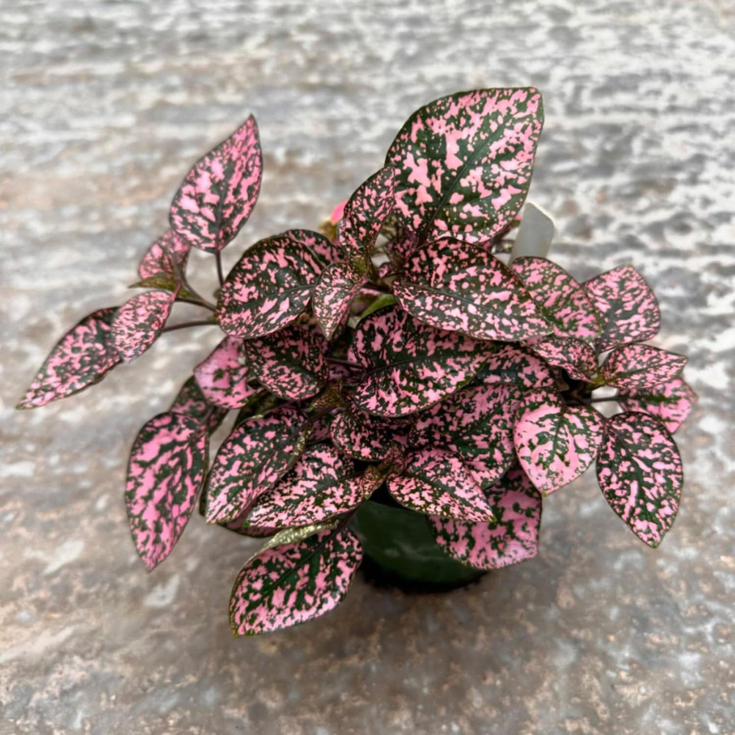 Rose Polka Dot Plant Live, Variegated Hypoestes Rare Indoor Houseplant, 2.5'' Pot