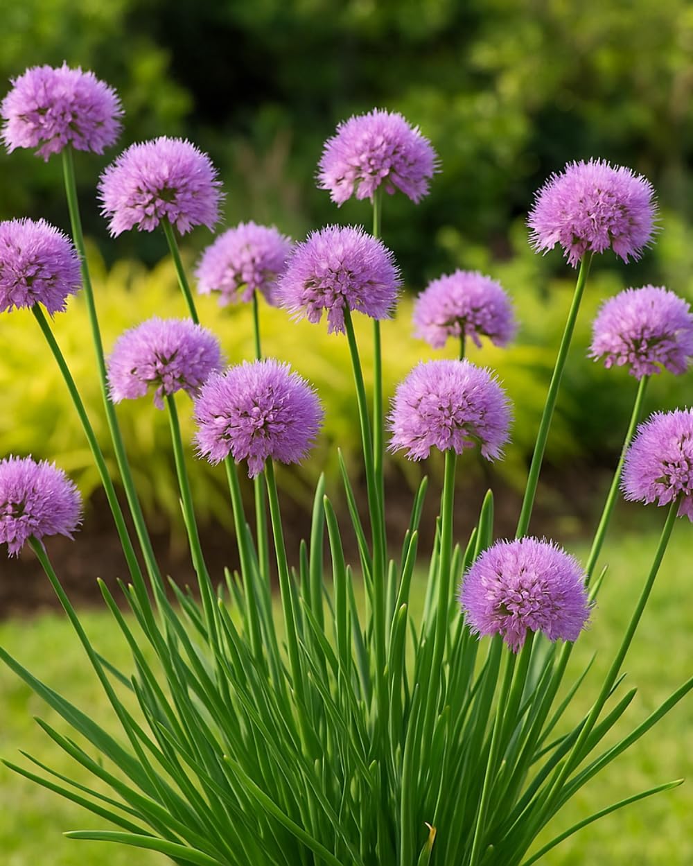 Perennial Farm Allium 'Medusa' – Live Ornamental Onion in #1 Container, Lavender-Purple Blooms with Twisting Stems, Deer Resistant, Pollinator Friendly, Great for Borders, Beds & Rock Gardens