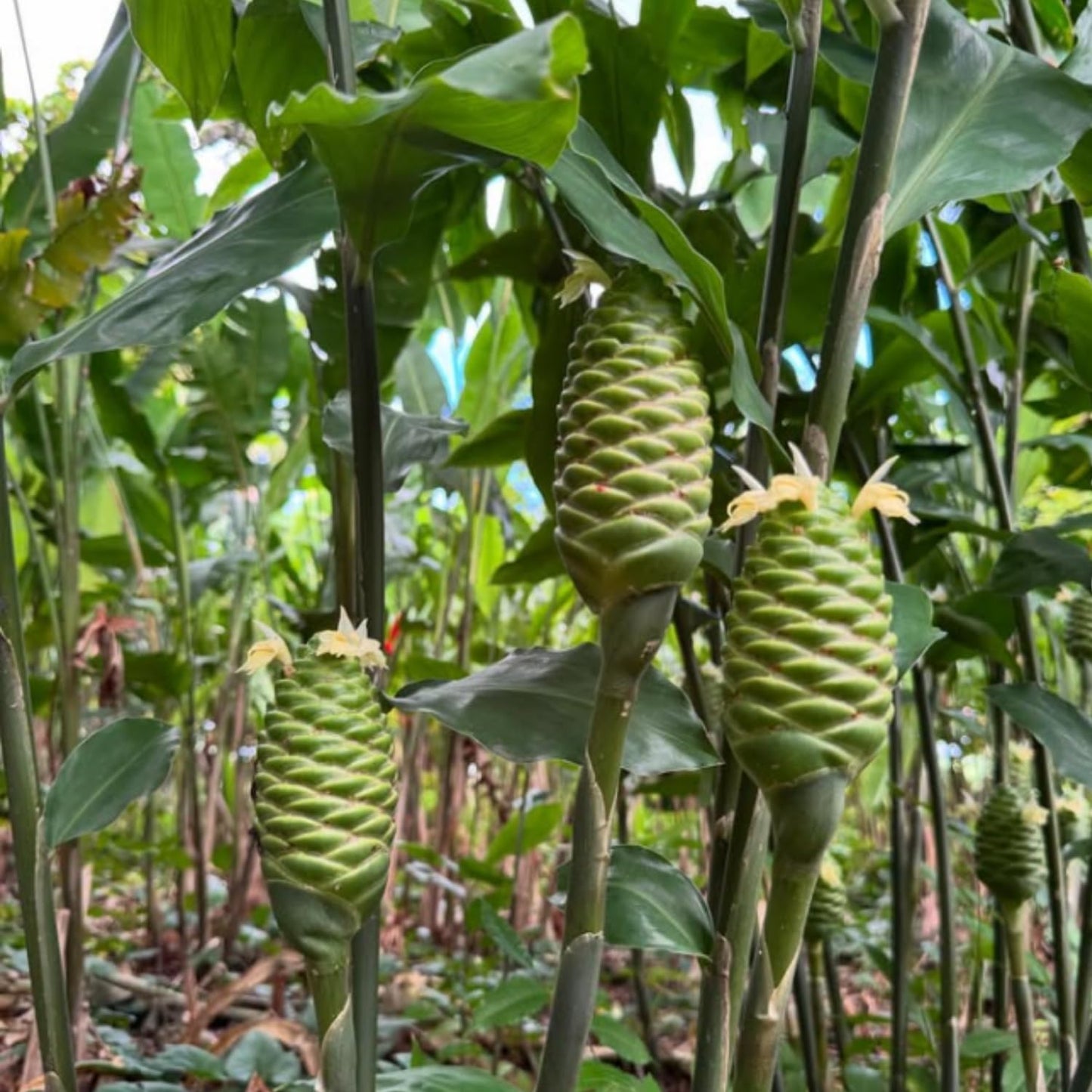 Shampoo Ginger Plant, Cold Hardy Red Ginger, 3-5 Inches Tall, Zingiber Zerumbet Live Outdoor Landscape