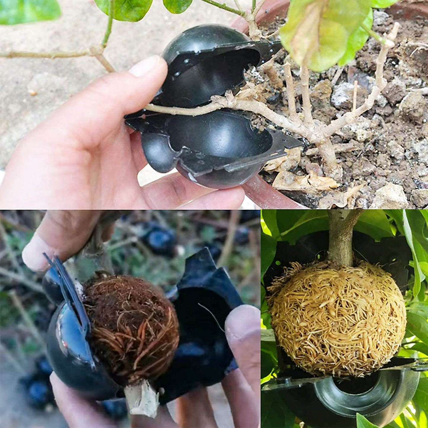 10 Pcs Plant Rooting Ball Grafting Rooting Growing Box Breeding Case for Garden Outdoor Garden Soil Medium Vase, Grafting Box
