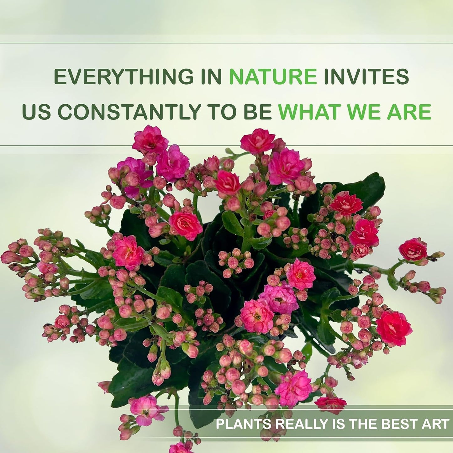 LEAL PLANTS ECUADOR Kalanchoe Plants (Pack of 3) Bundle Plants Vibrant, Long-Lasting Blooms & Easy Care,Air-Purifying, Perfect for Home Decor, Unique Gift for Plant Lover