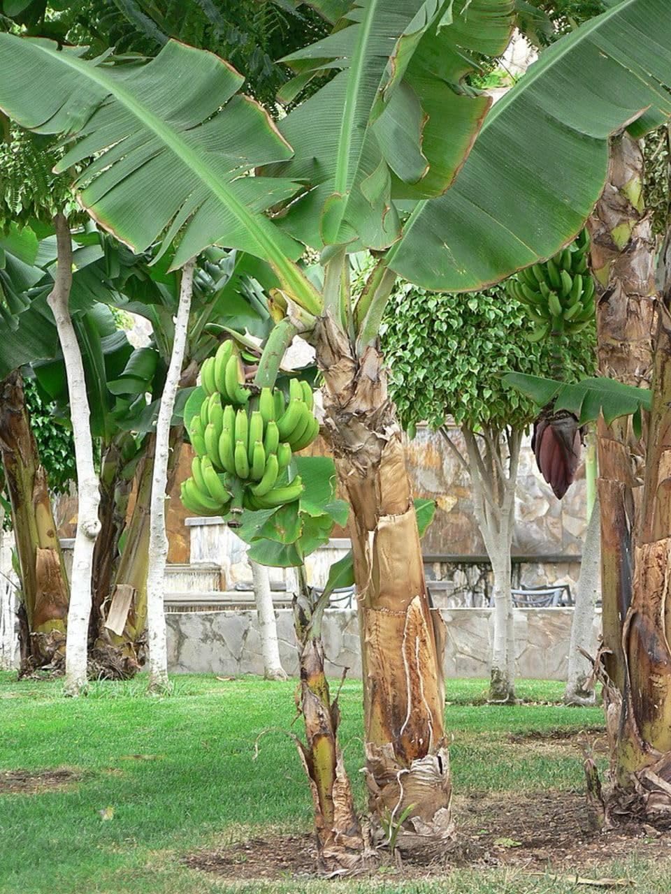 Puerto Rican Plantain Tree Seedling, 12 in Live Tropical Fruit Plant, Seed Grown, Outdoor Growing, USDA Zones 9-11