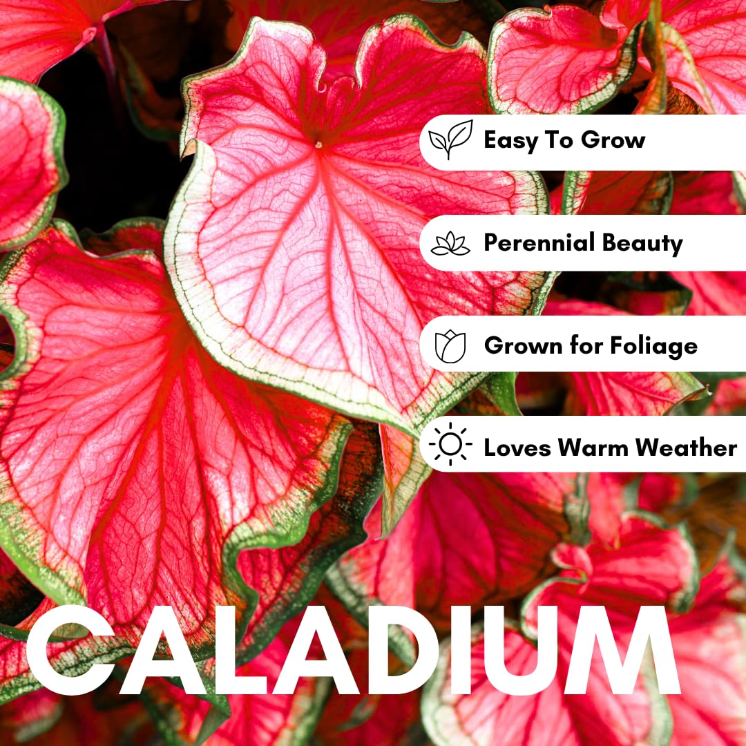 Florida Cardinal Caladium Bulbs for Planting - Perennial Hosta - Heart Shaped Elephant Ears - Vibrant Plants - Splashes of Tropical Color - Living Gift Idea (10 Bulbs)