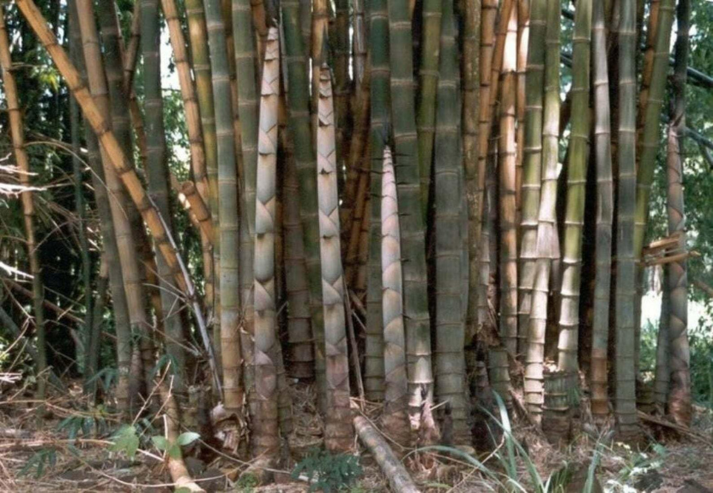 Live Plant - 100+ Giant Bamboo 2025 Seeds - Rare - Dendrocalamus Giganteus