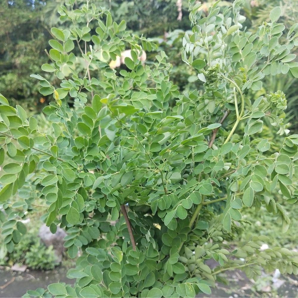 2 Moringa Tree Live Plant Per Pot, 4-7" Tall, Moringa Oleifera Plant, Tropical Herbal Plants for Growing Outdoor