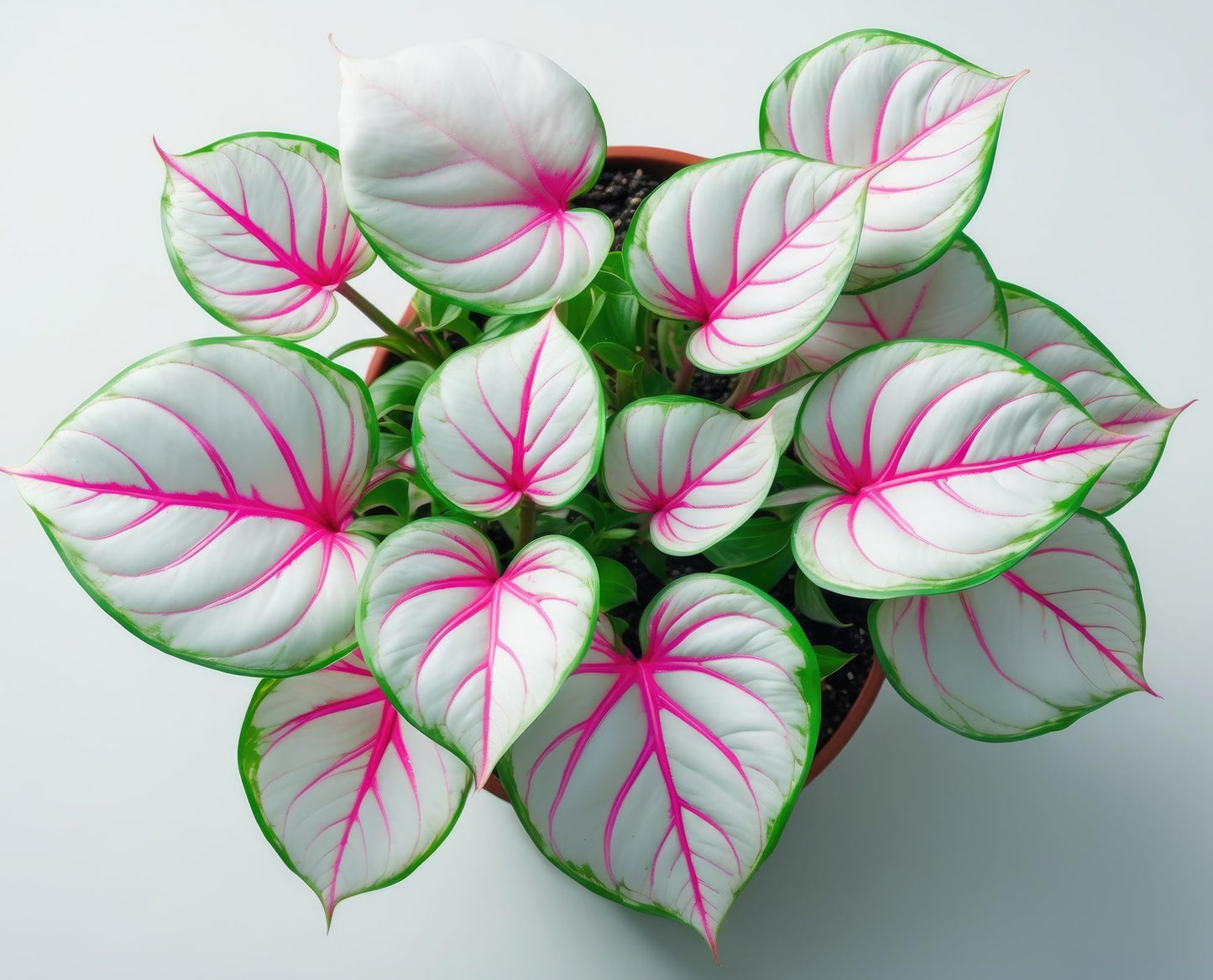 Bubble Gum Breeze Caladium Bulbs for Planting - Perennial Hosta, Elephant Ears (2 Bulbs)