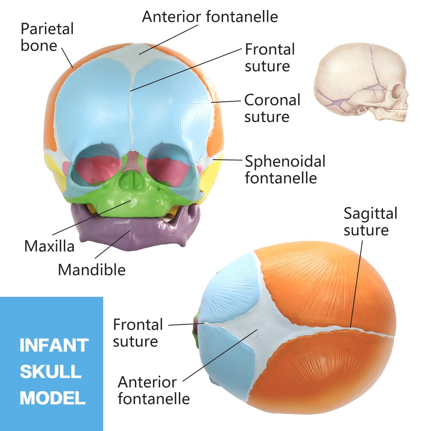 HADWYN 2026 New Life Size Human Infant Skull Model,Anatomy Fetus Brain Head，Baby Skull Model for Medical Teaching Learning, Learning Education Display Tool, Hand Painted
