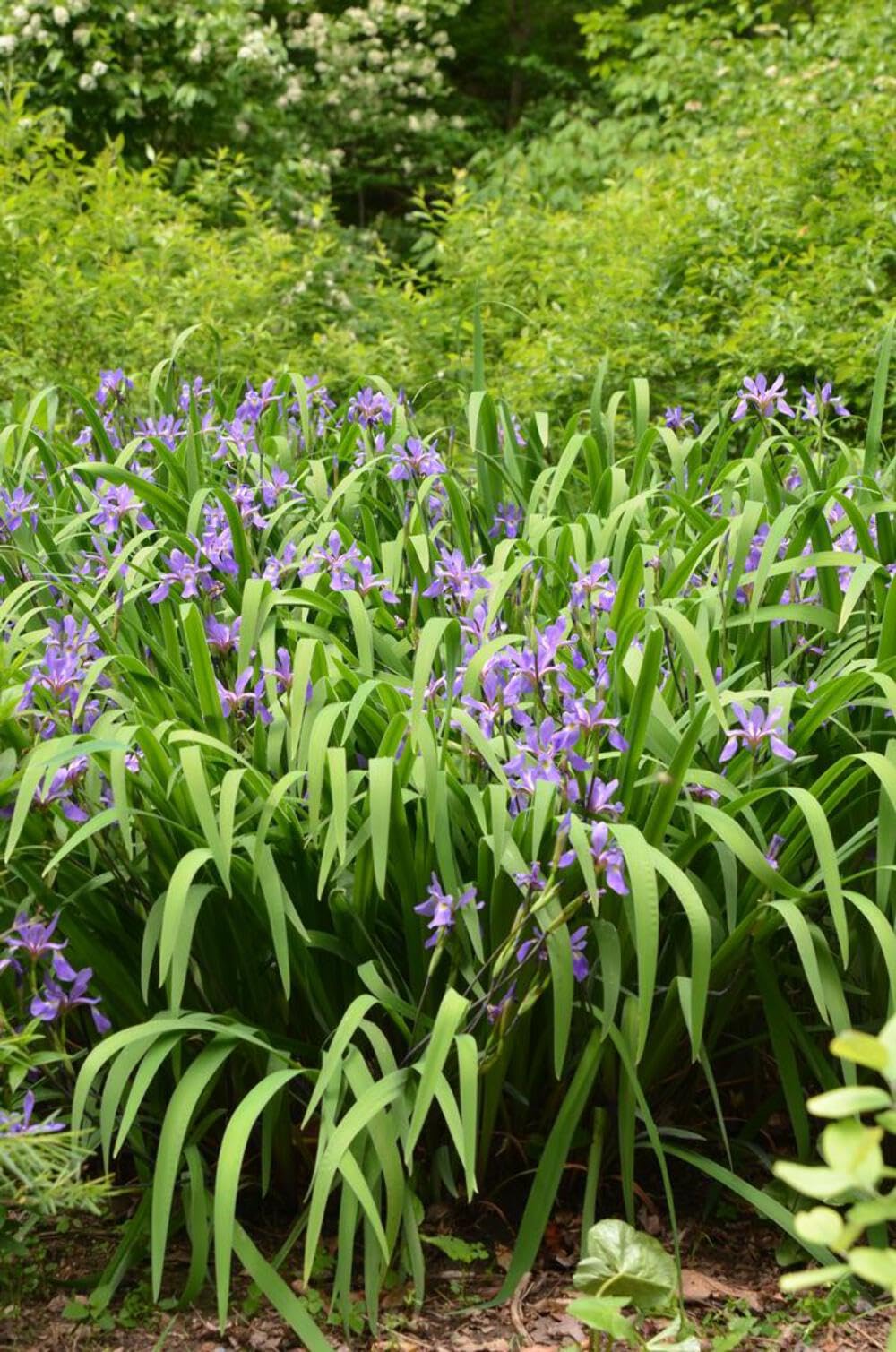 Perennial Farm Iris versicolor 'Purple Flame' – Live Perennial Blue Flag Iris Plant, Size #1 Container, Striking Blue Flowers – Native, Water-Loving, Deer Resistant