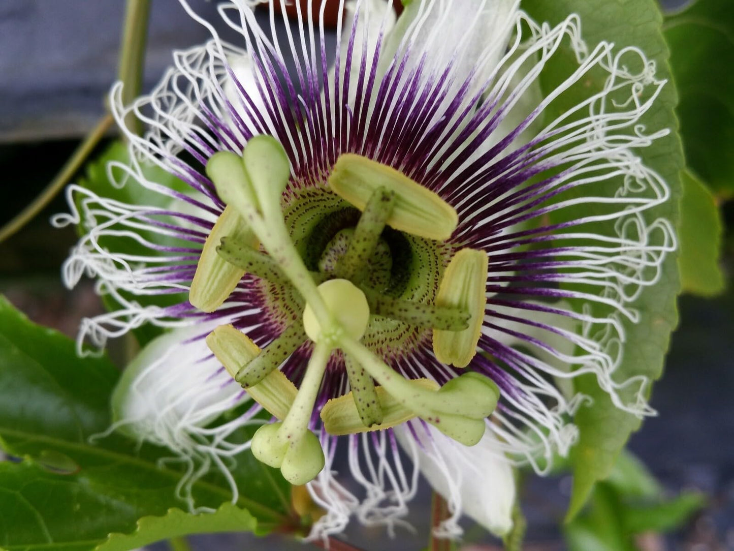 Live Plant - Possum Purple Passion Fruit Live Starter Plant Passiflora edulis Self Fertile