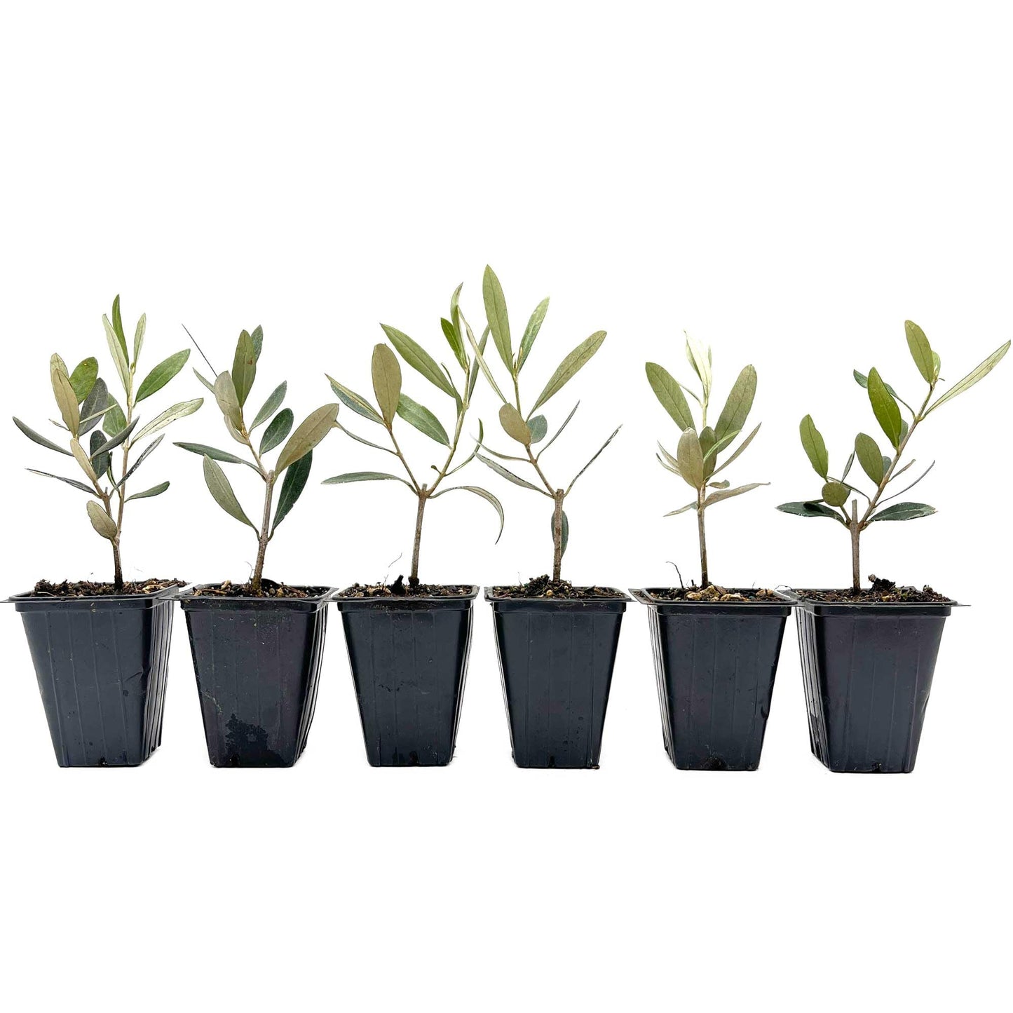 6 Mission Olive Tree Saplings – Edible Fruiting Evergreen Tree for Patio, Container, Indoor & Outdoor Growing, Mediterranean Culinary Olive (Olea europaea ‘Mission’) in 3.5″ Cubes, Live Plants