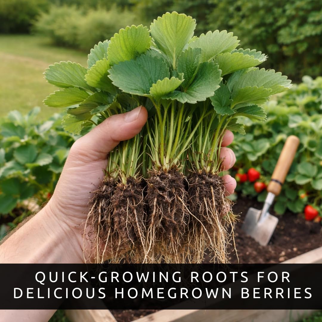 Albion Strawberry Bareroot Plants – Day Neutral Everbearing Strawberry Plants for Planting, Sweet Large Strawberries, High Yield Garden Strawberry Roots for Raised Beds & Containers (50 Plants)