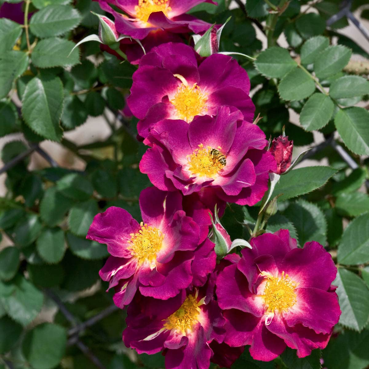 BRECK'S - Stormy Weather Dormant Bare Root Climbing Rose, Includes one Plant per Order