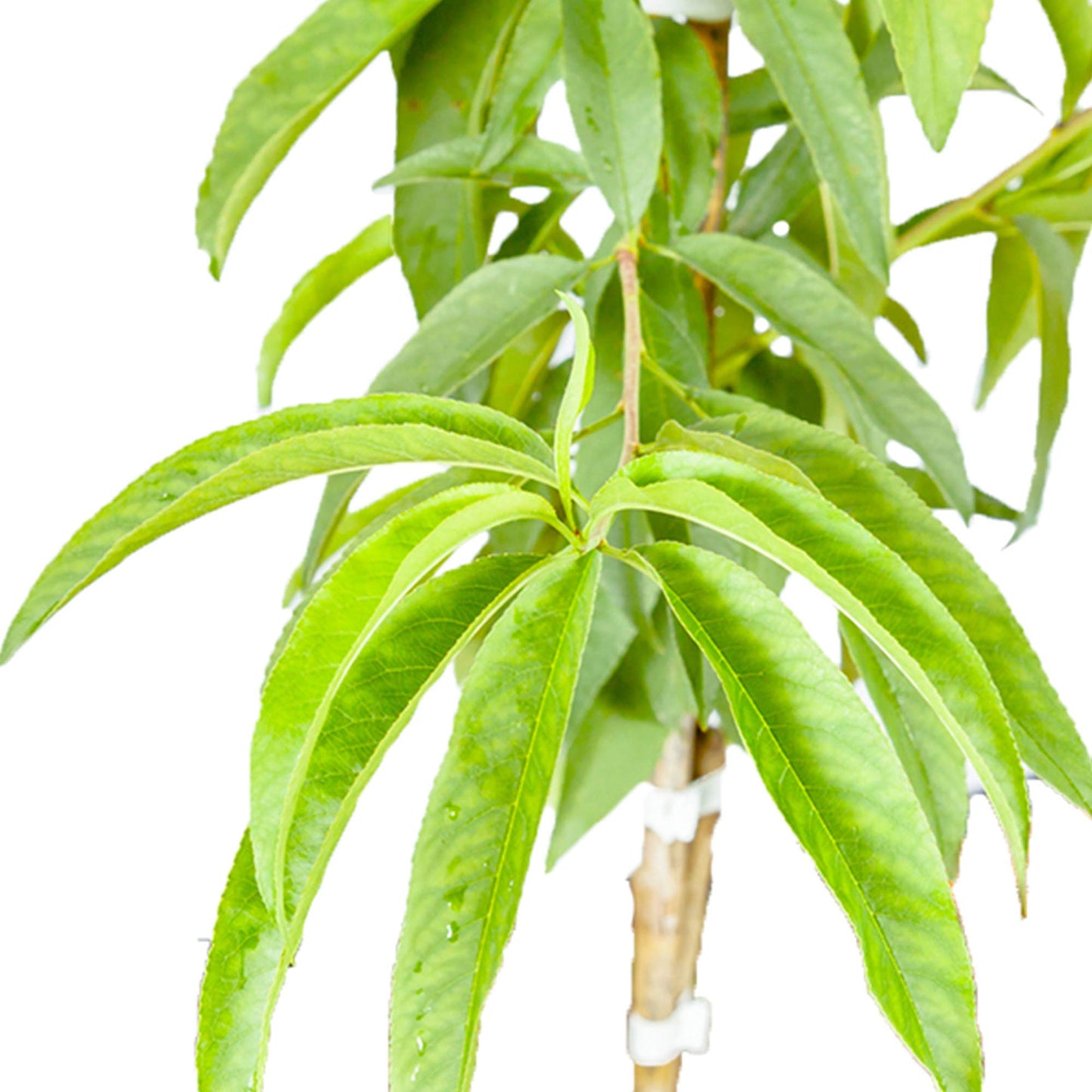 Perfect Plants Flordacrest Peach Tree Live Plant, Produces Fruit, 4-5ft, Includes Care Guide