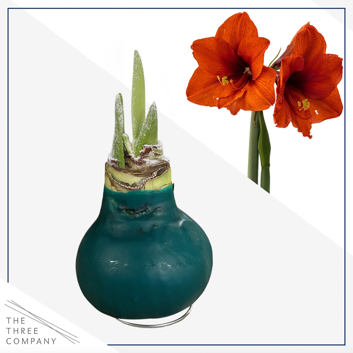 Waxed Amaryllis Bulb – Green Wax with Red Blooms – Live Holiday Gift Plant, Easy Care, No Watering Needed