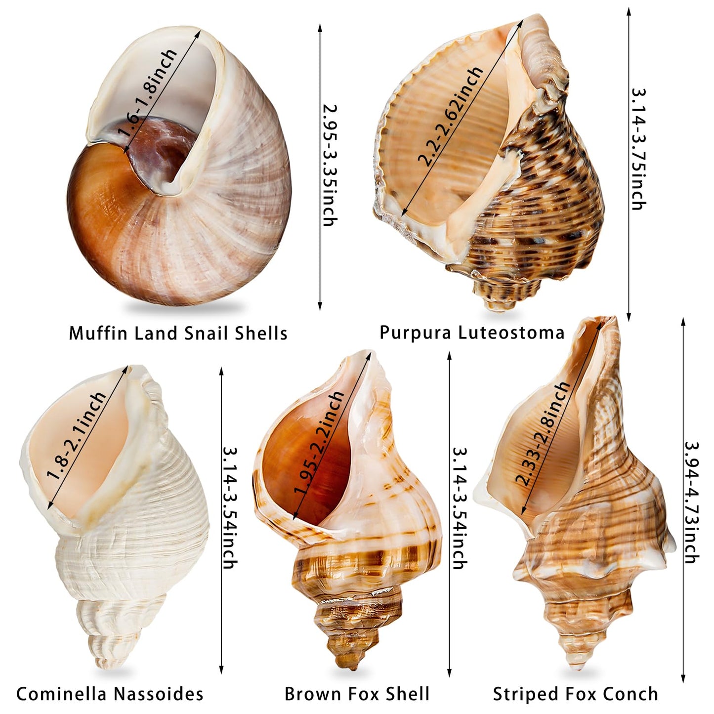 WeDoSoy 5PCS Extra Large Hermit Crab Shells | Natural Sea Conch Size 3" - 4.7", Opening Size 1.6" - 2.7" | Turbo Seashells for Hermit Crab Supplies and Beach Decoration Large Sea Shell