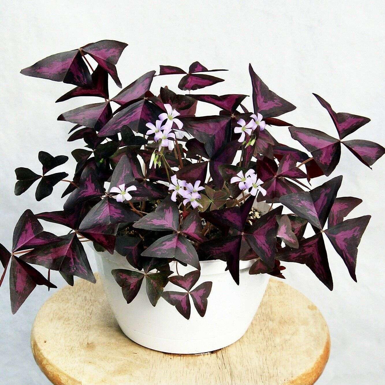 Live Plant - False Shamrock (Oxalis Triangularis) Ornamental Live Plant 10”-20”