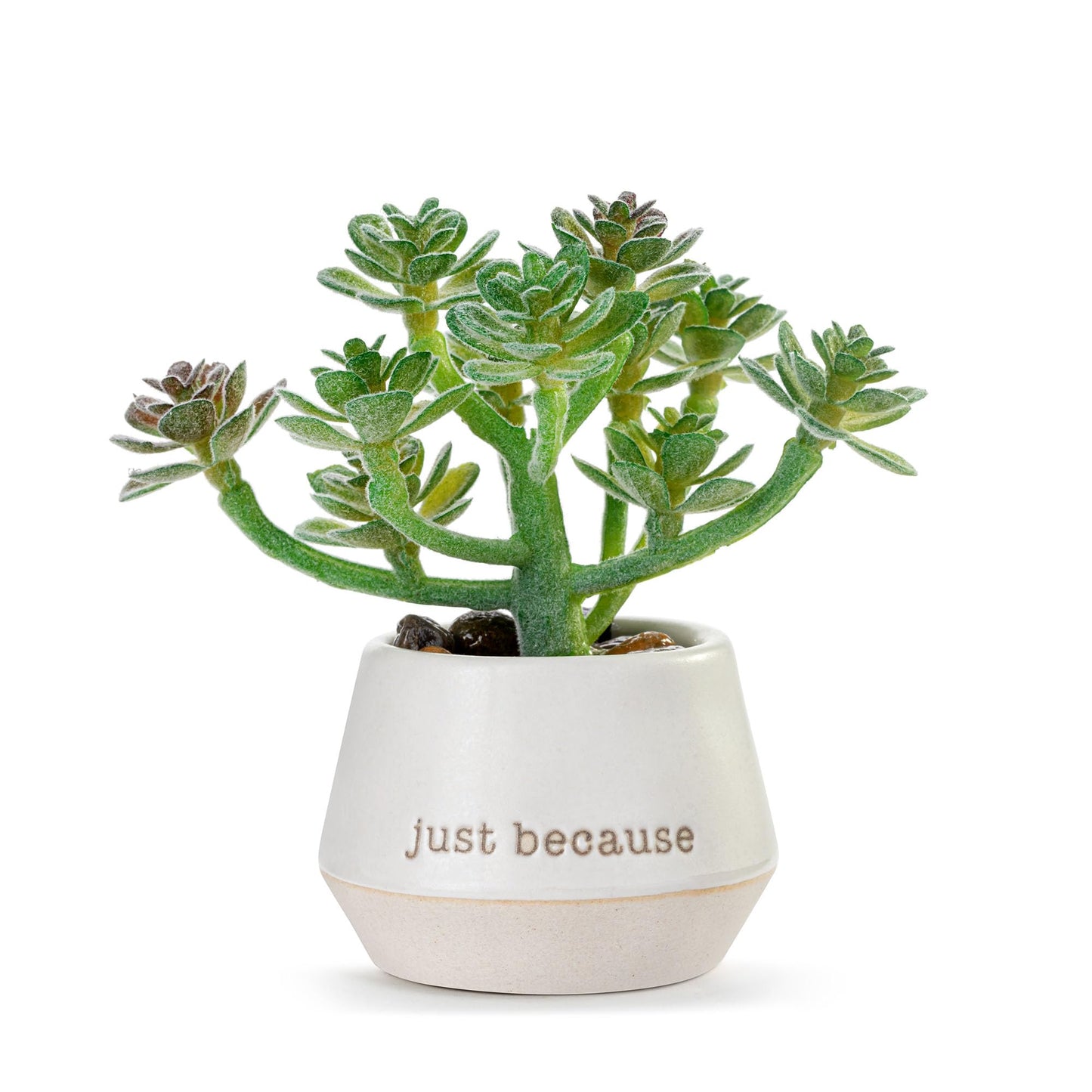 DEMDACO Loved Just Because Artificial White 2 x 1.5 Stoneware Mini Succulent