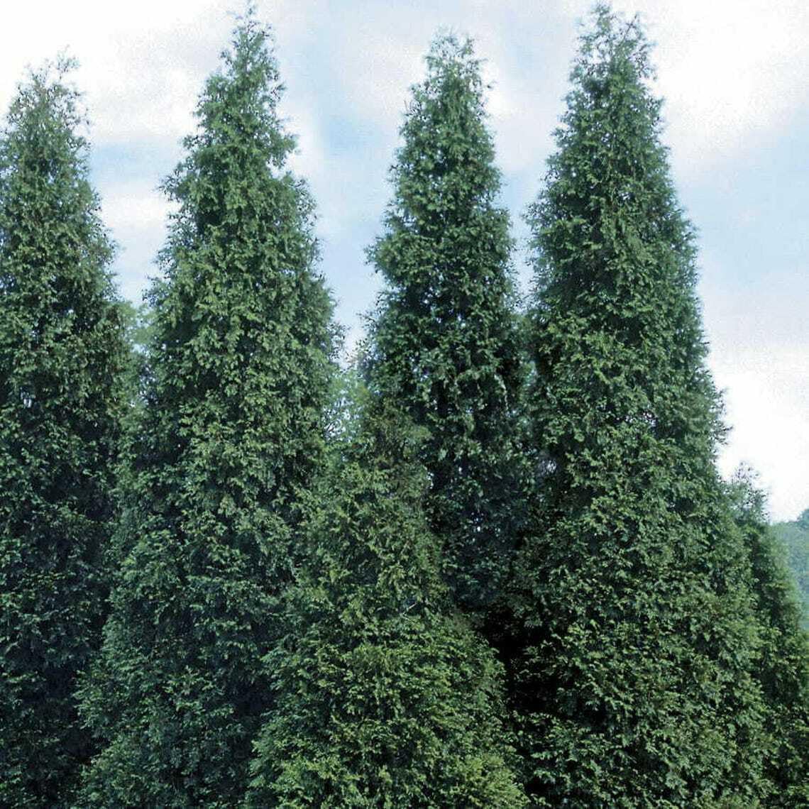 Live Plant - 30 Thuja Green Giant Arborvitae Trees/Shrubs, 6-12" Tall Live Plants, 2.5" Pots
