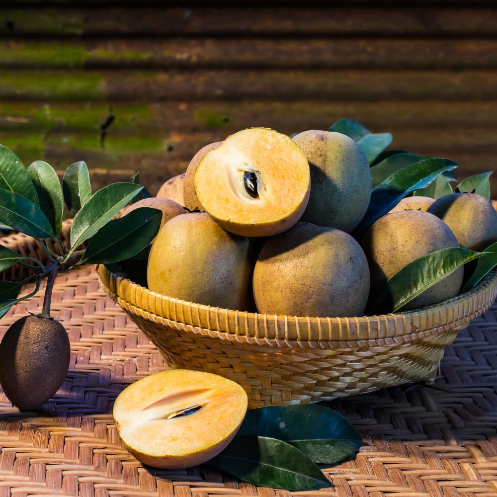 Sapodilla Tree Live 2 to 3 Feet Tall, Sapote Fruit Tree Plant for Growing, 3 Gallon Pot, No Ship to CA