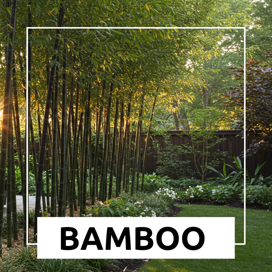 500+ Fresh Black Bamboo Seeds for Planting | Great for Privacy, Fast Growing