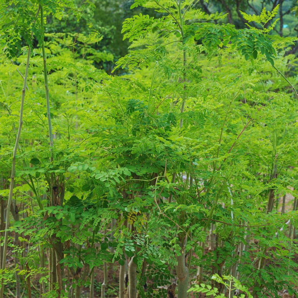 Moringa Tree Plant, 5 to 7 Inc, Live Moringa Plant for Garden, 4 Inc Pot, Growing Outdoor