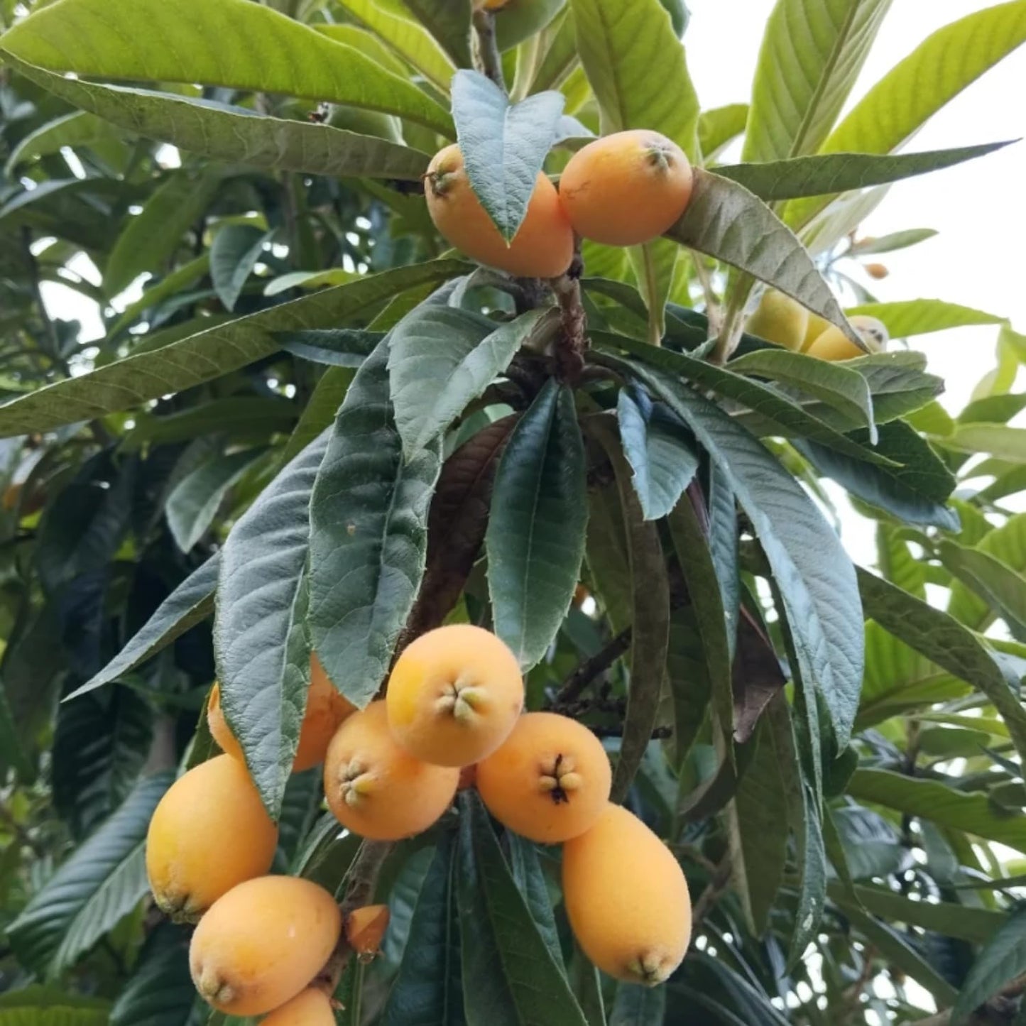 Loquat Tree Plant Live, 10-14'' Tall in Half Gal Pot, Perennial Fruit Plant for Garden or Containers Growing