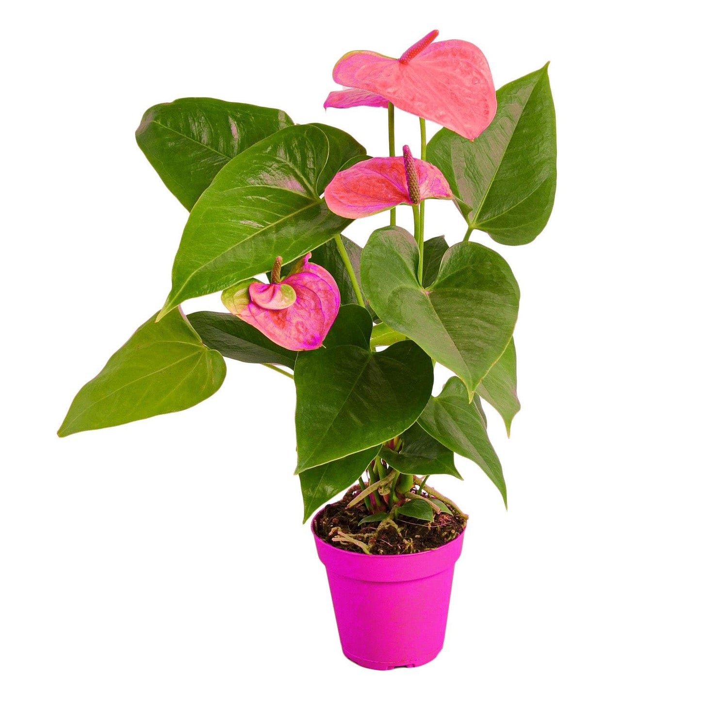 Anthurium 'Pink' - in 4in Pot - Live Plants Tropical Houseplants | Variegated | USA Growers | The Snobby Leaf