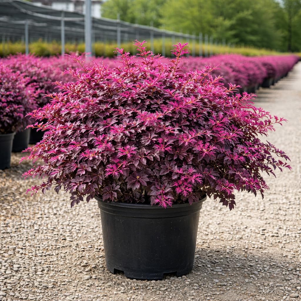 Cerise Charm™ Loropetalum