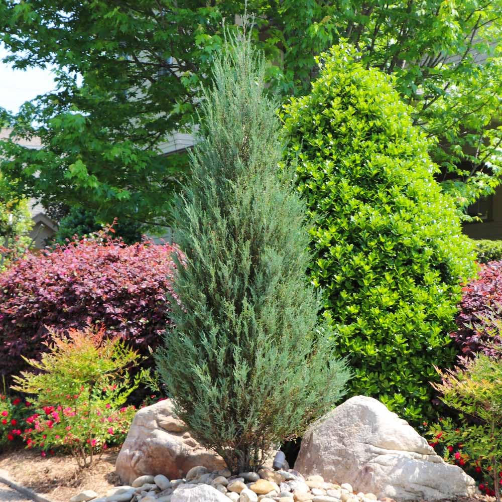 Brighter Blooms - Skyrocket Juniper, 1-2 ft. - No Shipping to AK, AZ, CA, HI