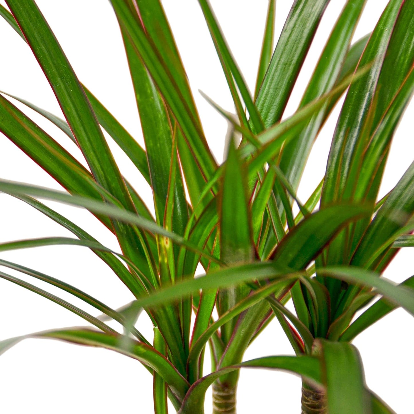 9 Pack Dracaena Marginata Cane in 4in Pot - Live Plants Tropical Houseplants | Variegated | USA Growers | The Snobby Leaf