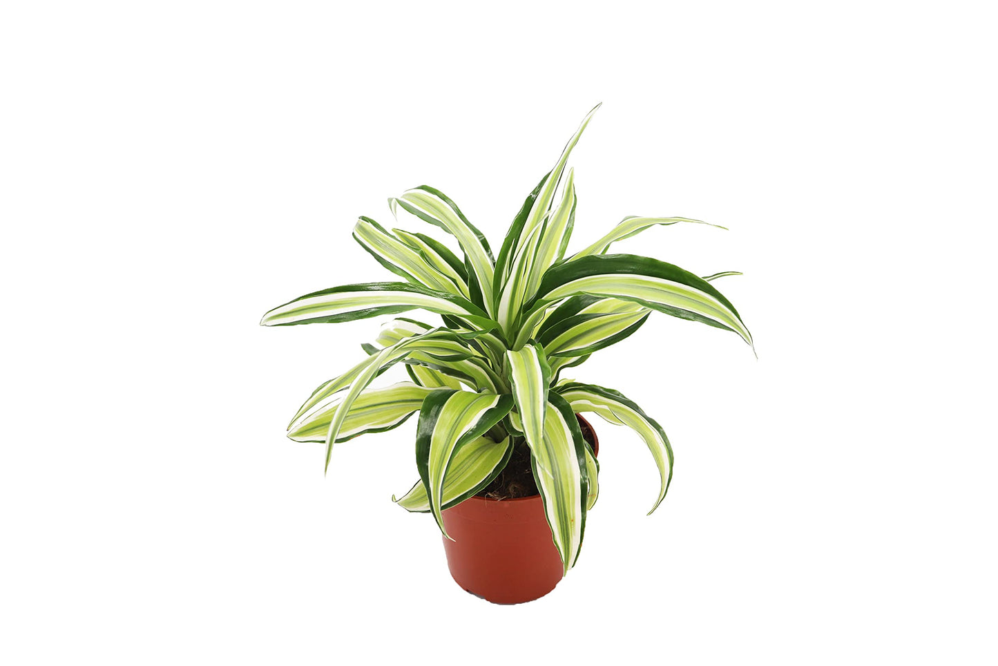 Dracaena Lime Dragon Malika- 4'' from California Tropicals