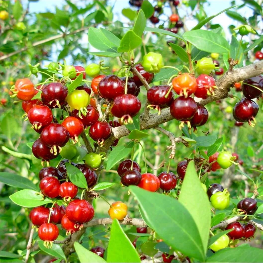 Live Plant - Pitanga (Eugenia Uniflora) Surinam Cherry Tropical Live Fruit Tree 2′-3 Feet
