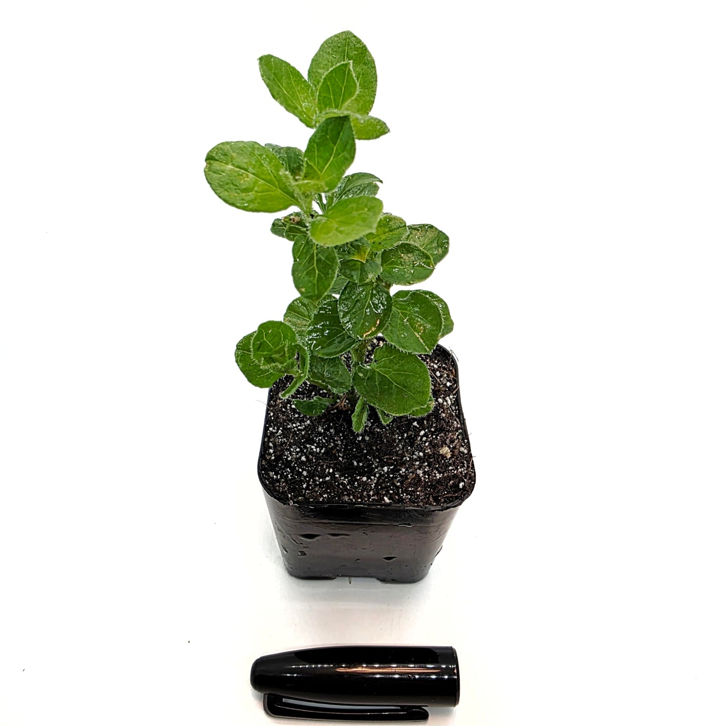 Live Convolvulus Mauritanicus Plant - 2 inch Starter mini Pot - Morning Glory - Low Maintenance, Air Purifying Plant for Home or Office