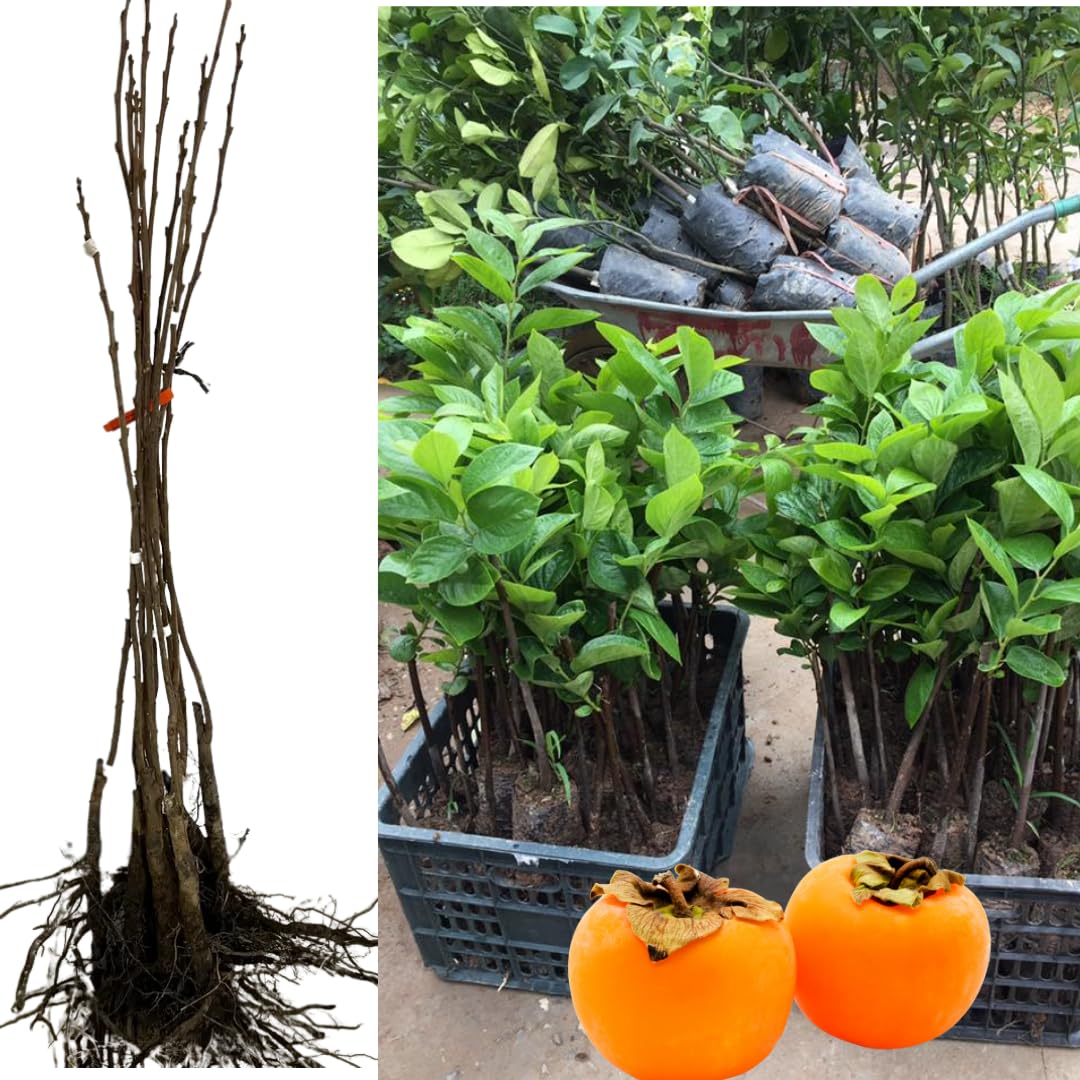 American Persimmon Trees Live Plants, 10-15" Tall, Zone 4-9, Perennial Outdoor Planting, Cold Hardy